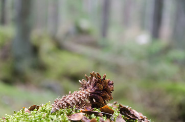 Spruce cone in the forest eaten by a squirrel