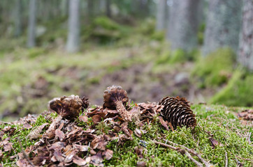 Spruce cones in the forest eaten by a squirrel