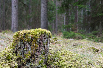 Moss covered birch tree stump in a coniferous forest © olandsfokus