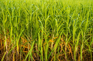 View of Morning Sugarcane of Thailand