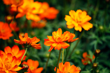 Orange blooming zinnia flowers in garden for nature backgroun.