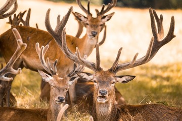a group of deers