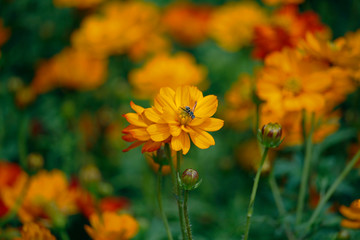 Orange blooming zinnia flowers in garden for nature backgroun.