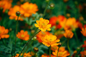 Orange blooming zinnia flowers in garden for nature backgroun.
