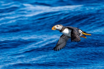 a flying seabird