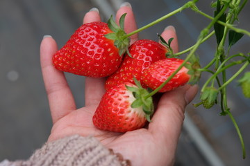 fresh strawberries in hands