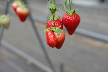 fresh strawberries in the garden