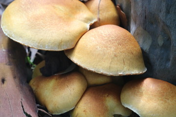 Orange Australian Coastal Mushrooms