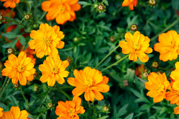 Orange blooming zinnia flowers in garden for nature backgroun.