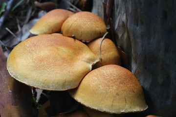 Orange Australian Coastal Mushrooms