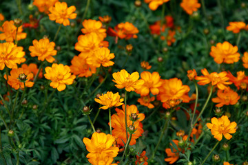 Orange blooming zinnia flowers in garden for nature backgroun.
