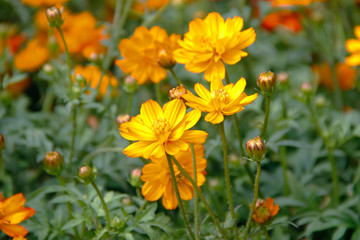 Orange blooming zinnia flowers in garden for nature backgroun.