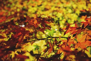 maple leaves in autumn