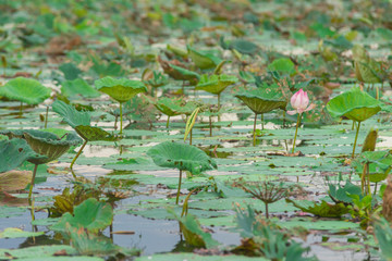 lotus at Bueng Boraphet Swamp, Nakhorn Sawan, Thailand