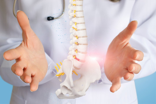 An artificial spine model with pelvis unit between doctor hands.