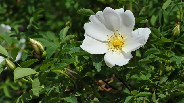 White Burnet Rose flower Rosa pimpinellifolia in light spring wind