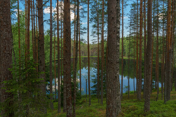 Obraz premium Lake view through trees of deep coniferous forest