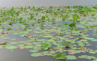 lotus at Bueng Boraphet Swamp, Nakhorn Sawan, Thailand