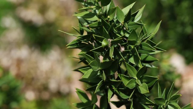Branch of Butcher's-broom plant Ruscus Aculeatus shakin in mild wind