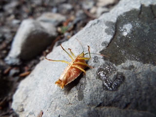 セアカツノカメムシ stink bug