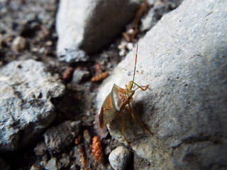 セアカツノカメムシ stink bug