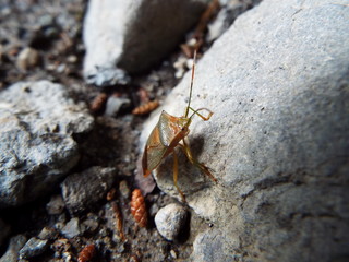 セアカツノカメムシ stink bug