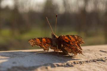 ein Schmetterling sonnt sich
