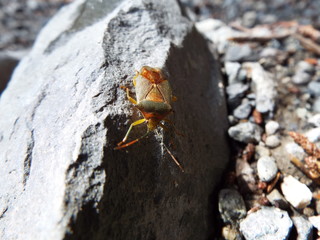 セアカツノカメムシ stink bug