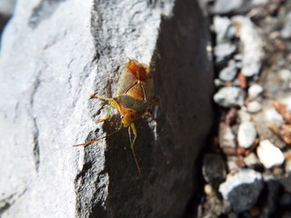 セアカツノカメムシ stink bug
