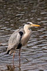 Grey Heron (Ardea cinerea)
