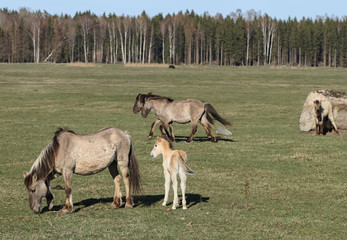 Wild horses on field.