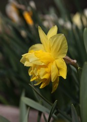 Yellow spring narcissus flower.