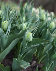 Obraz premium Landscape with flowers.