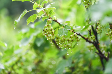 Fototapeta na wymiar Green gooseberry in the garden in drops of water after rain. The branch of gooseberry. Horizontal photography