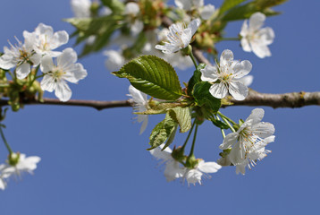 Spring flowering cherry.