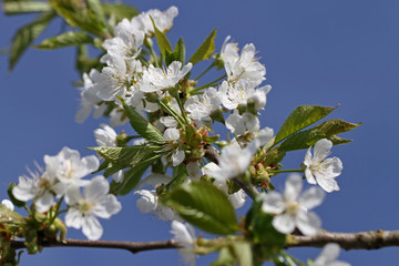 Spring flowering cherry.