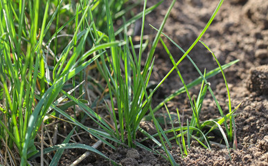  Soil texture and green grass in a spring time.