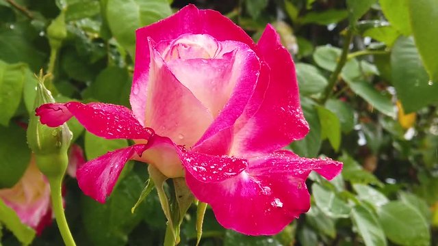Slow motion footage of rain drops falling on a single rose. Rain droplets look amazing in slow motion.