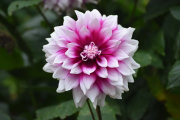 Dahlia flower