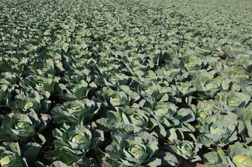 Fototapeta na wymiar green cabbages in a very fertile field