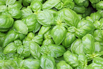 many fresh leaves of basil