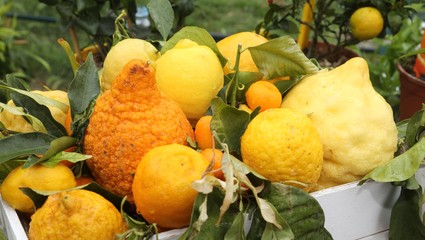 organic lemons cultivated without pesticide in the Mediterranean