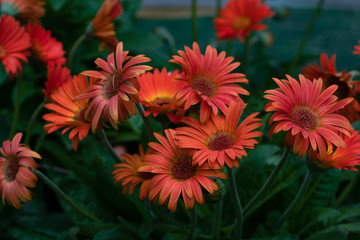Gerbera, red daisy on green background. Red flowers in the garden. Orange chamomile flower. Spring bouquet. Garden flowers. Floral summer blossom background.