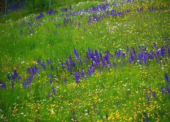 Naklejka premium bunte blumenwiese artenvielfalt insektennahrung