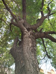 Bottom to top view of tree