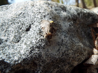 産卵中の蛾 the moth which is laying eggs
