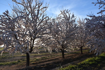 Obraz premium Almond trees in bloom