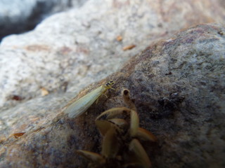 ミドリカワゲラ科 stone fly