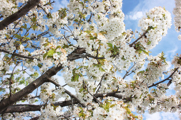 almond blossom sky background