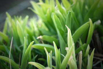 Lily of the valley green leaves in a flower bed close up background.